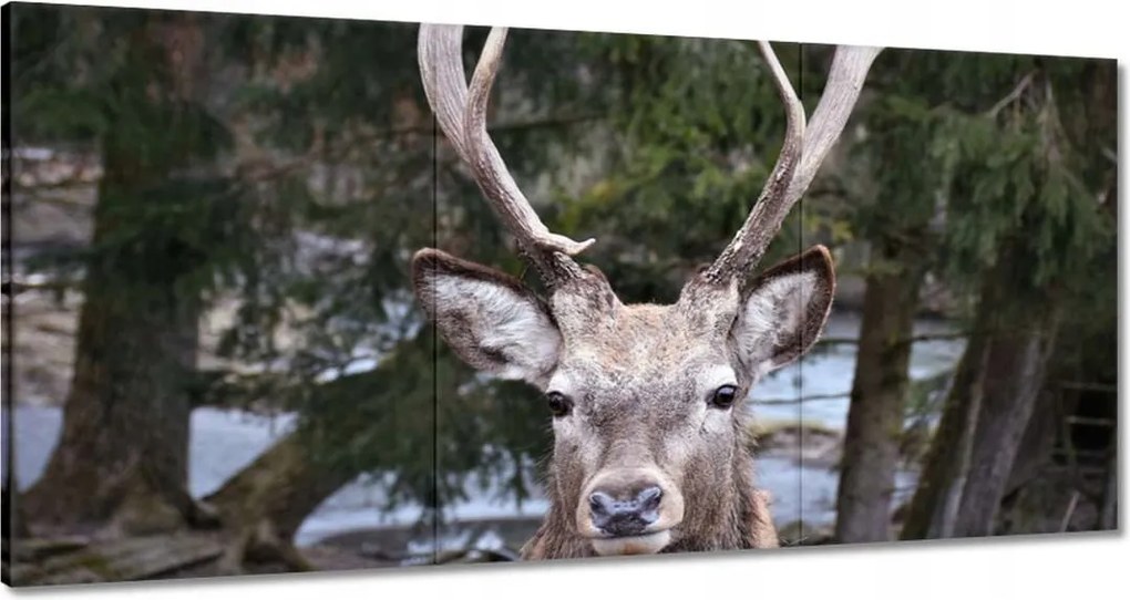 Vászonkép 120x60 Szarvas agancs