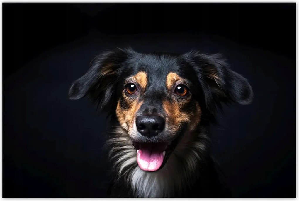 Poszterek 120x80 Border Collie portré