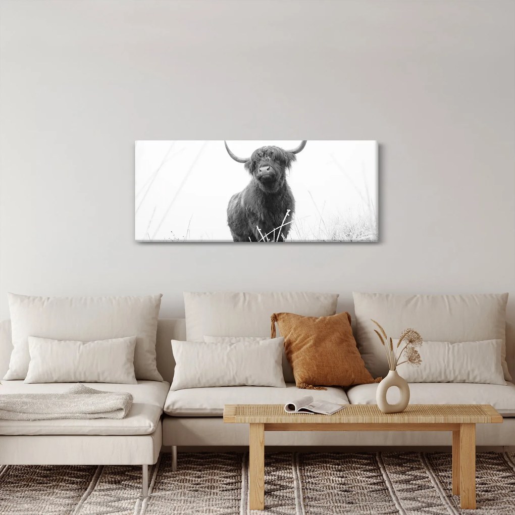 Kép - Skót tehén 4, fekete-fehér (120x50 cm)