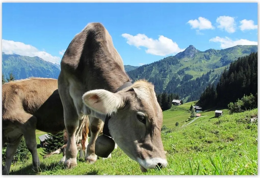 Poszterek 155x105 Alpesi tehenek