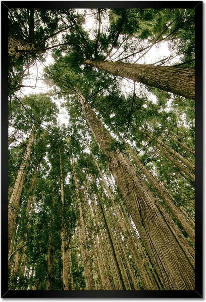 Poszterek keretben 40x60 Fák