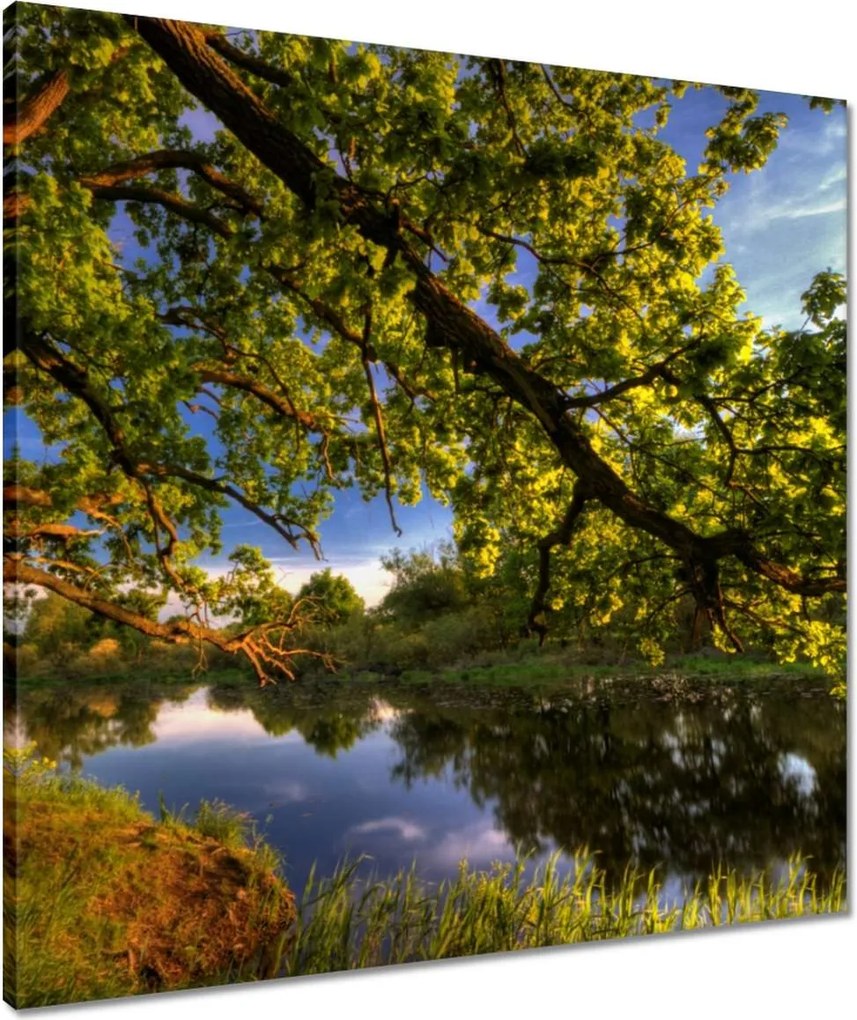 Vászonkép 60x60 Tölgy a croissant-ban