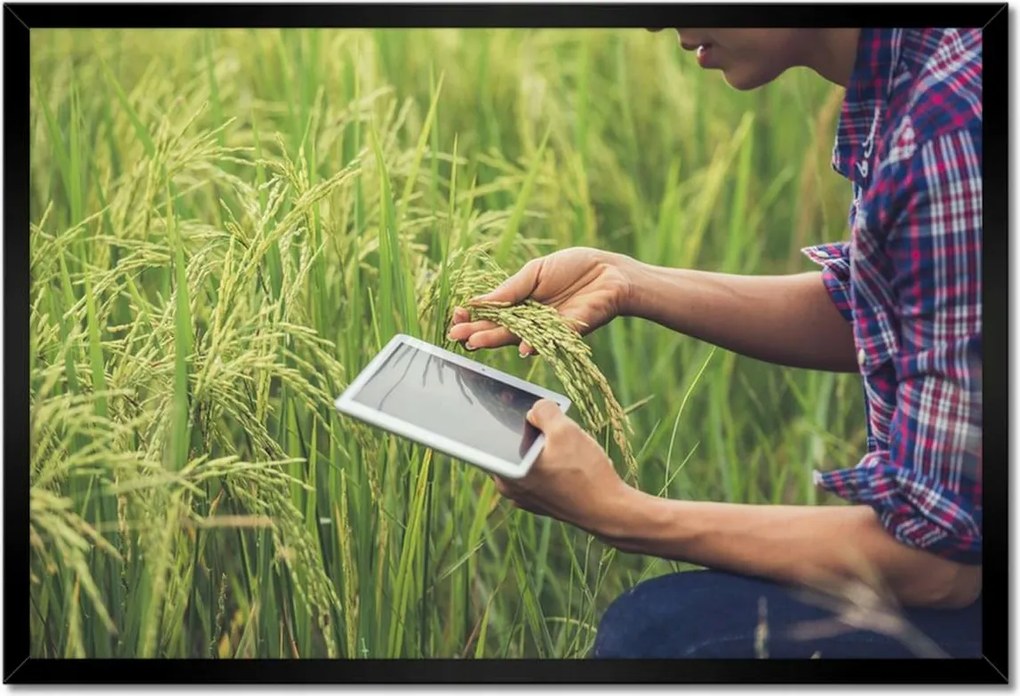 Poszterek keretben 60x40 A termést kutató gazda