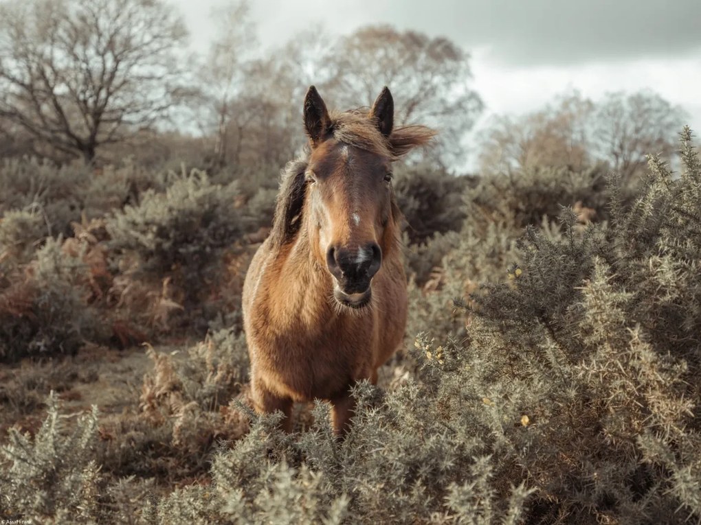 Poszter 40x30cm Ló a vadonban, Assaf Frank