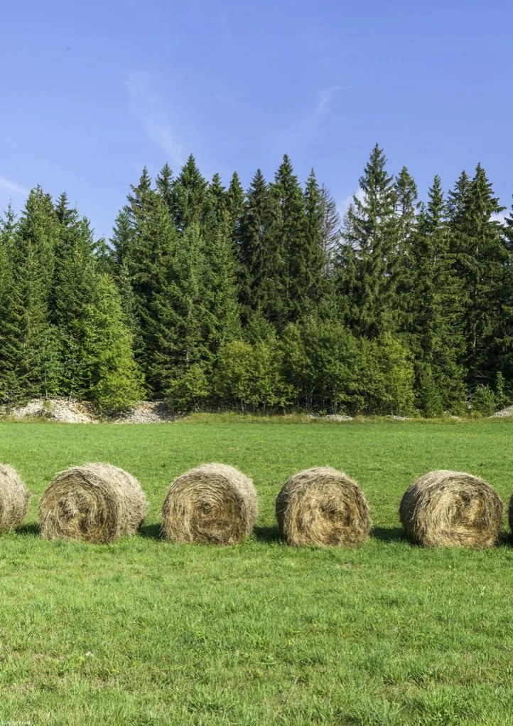 Poszter 29,7x42cm Szénakazalok a fűben, Assaf Frank