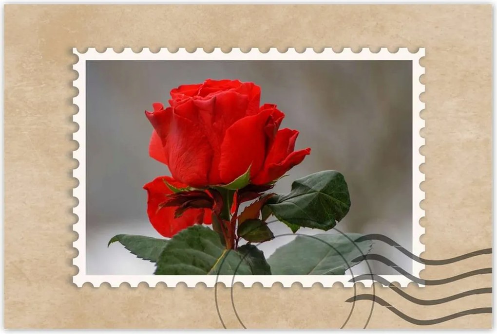 Poszterek 120x80 Rózsa Virág Virágok Rózsa