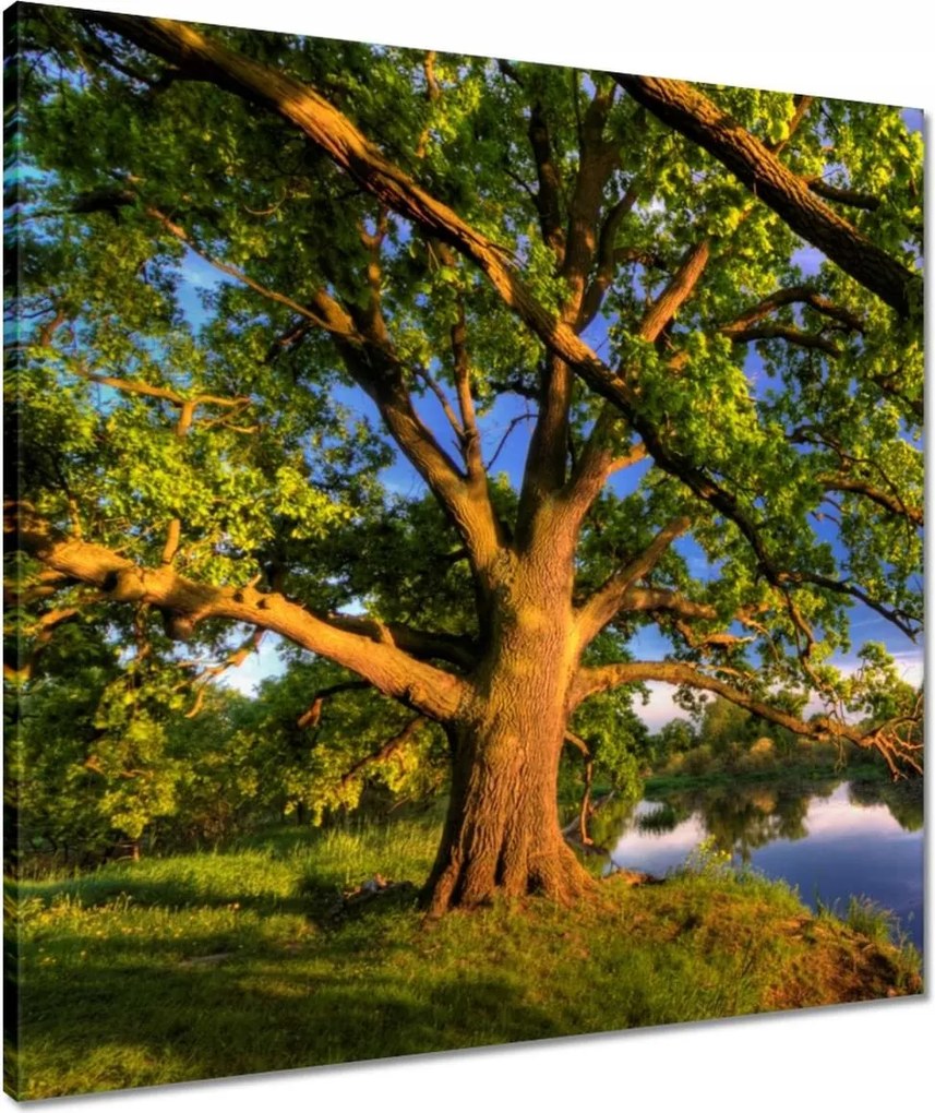 Vászonkép 60x60 Tölgy a croissant-ban Nyugat