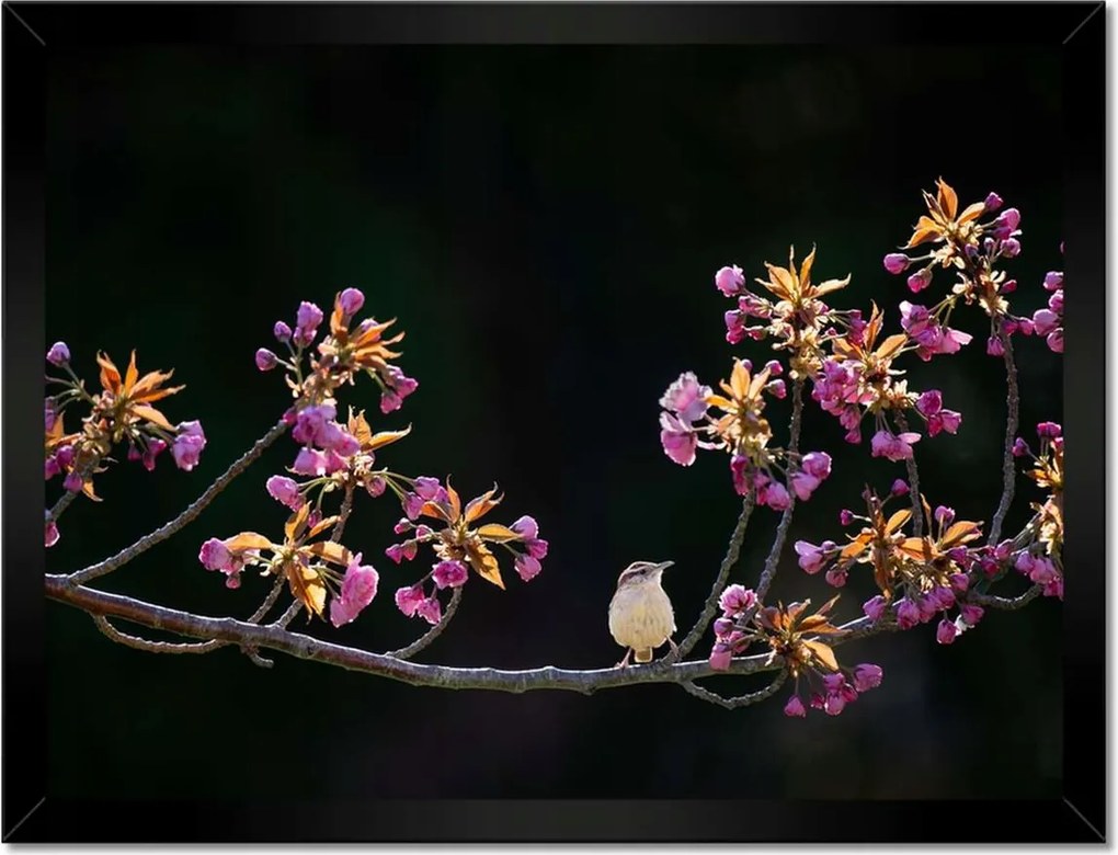 Poszterek keretben 40x30 Madarak