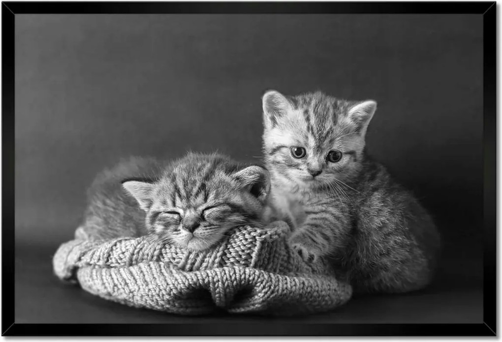 Poszterek keretben 60x40 Cicák Bw