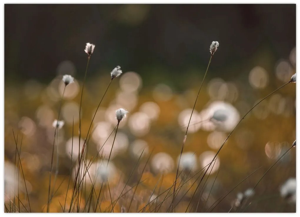 Kép - Gyapotfűvel borított rét N⁰2 (70x50 cm)