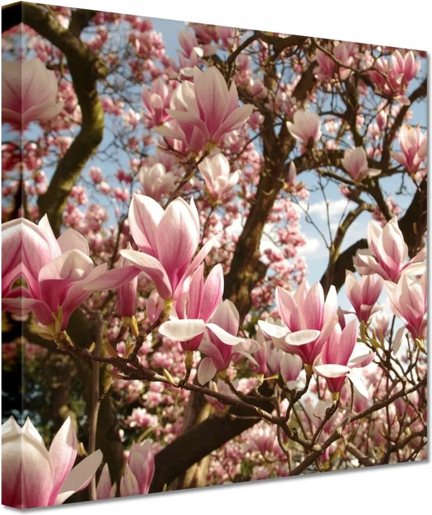 Vászonkép 20x20 Magnólia Virágok Kék