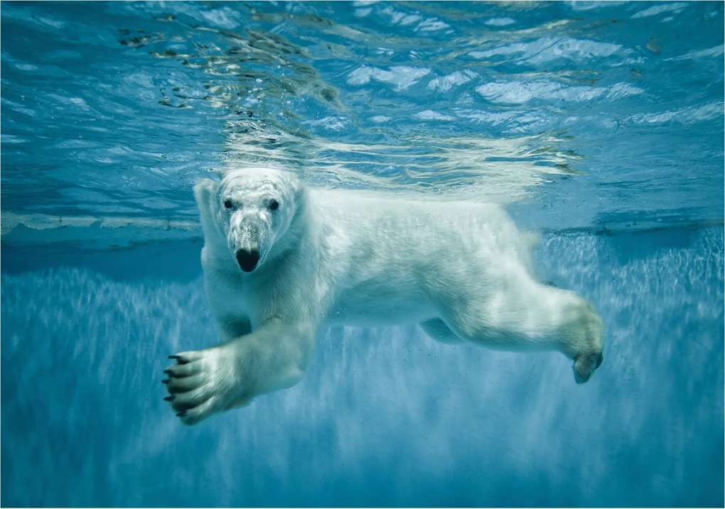 Fotótapéta flizelina Jegesmedve Sarkvidék óceán nyugalom 250x175 +ragasztó