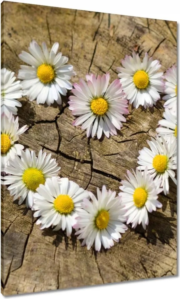 Vászonkép 70x100 Kamillaszív