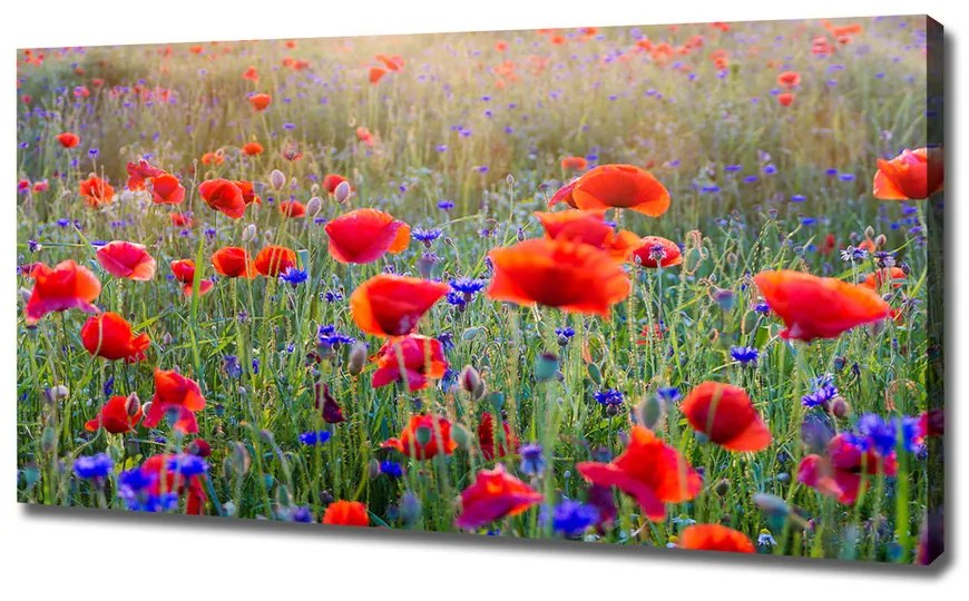 Egyedi vászonkép Field virágok pl-oc-120x60-f-65959167
