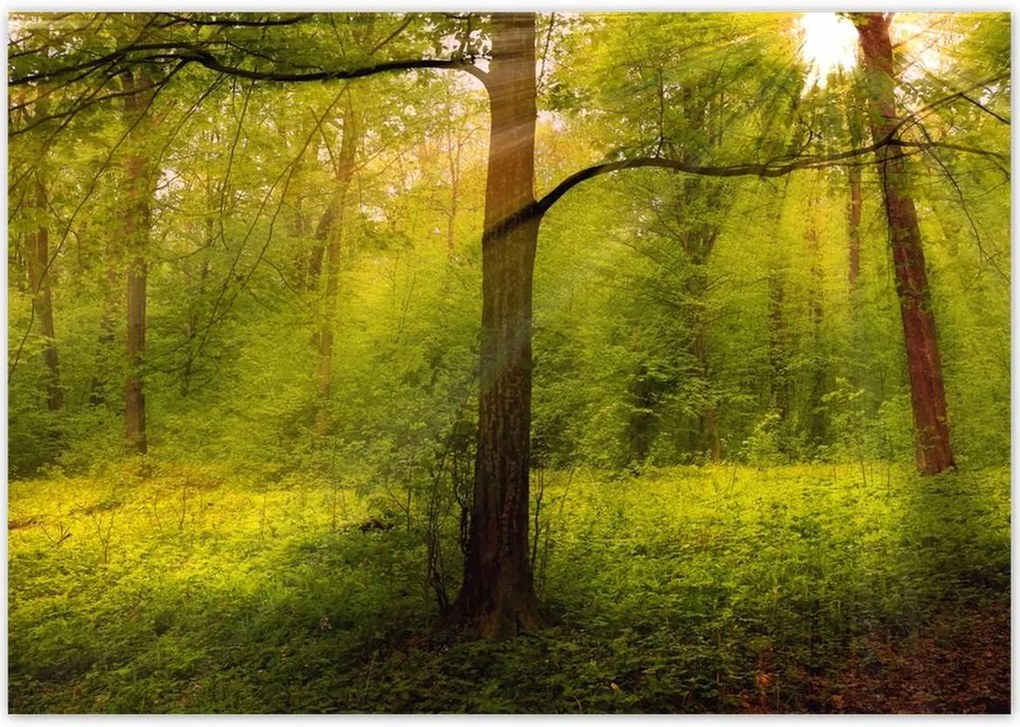 Poszterek 100x70 Varázslatos erdő Tájkép