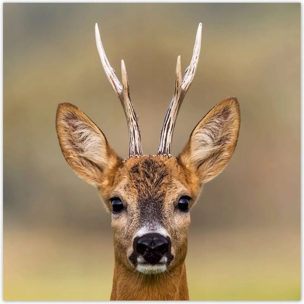 Poszterek 100x100 Kecske úr szarvak