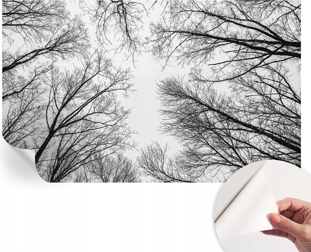 Öntapadós Dekoratív Fotótapéta Hálószobába Meztelen ágak 416x254 cm