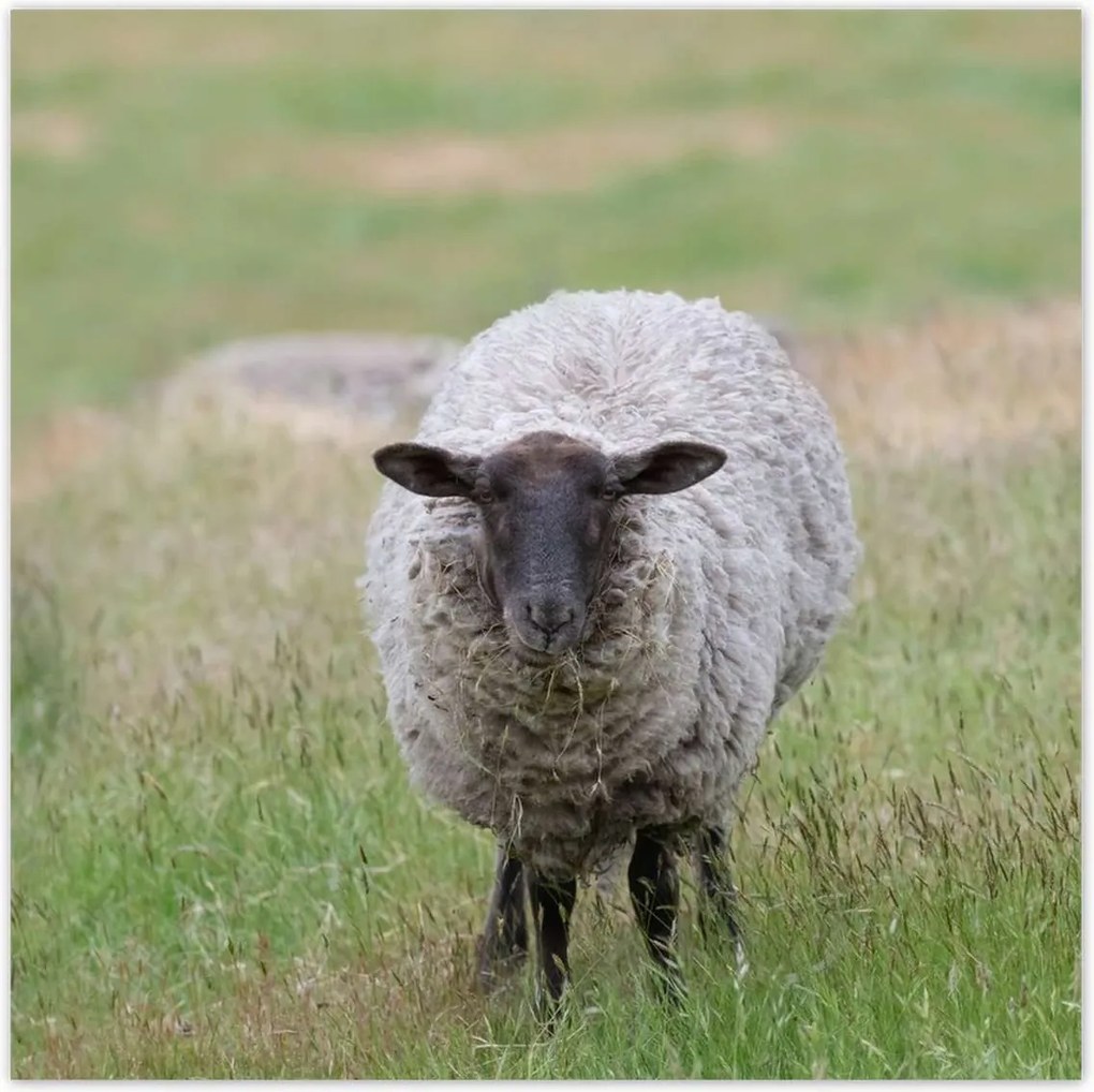 Poszterek 100x100 Juh legeltetés Bárányok Juhok