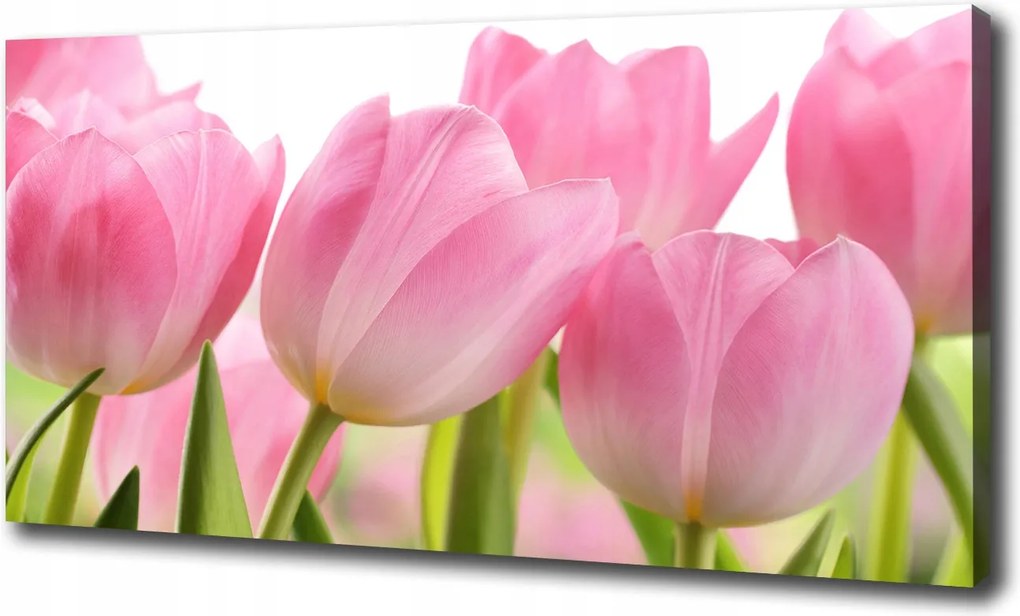 Vászonkép Rózsaszín tulipánok 100x70 cm
