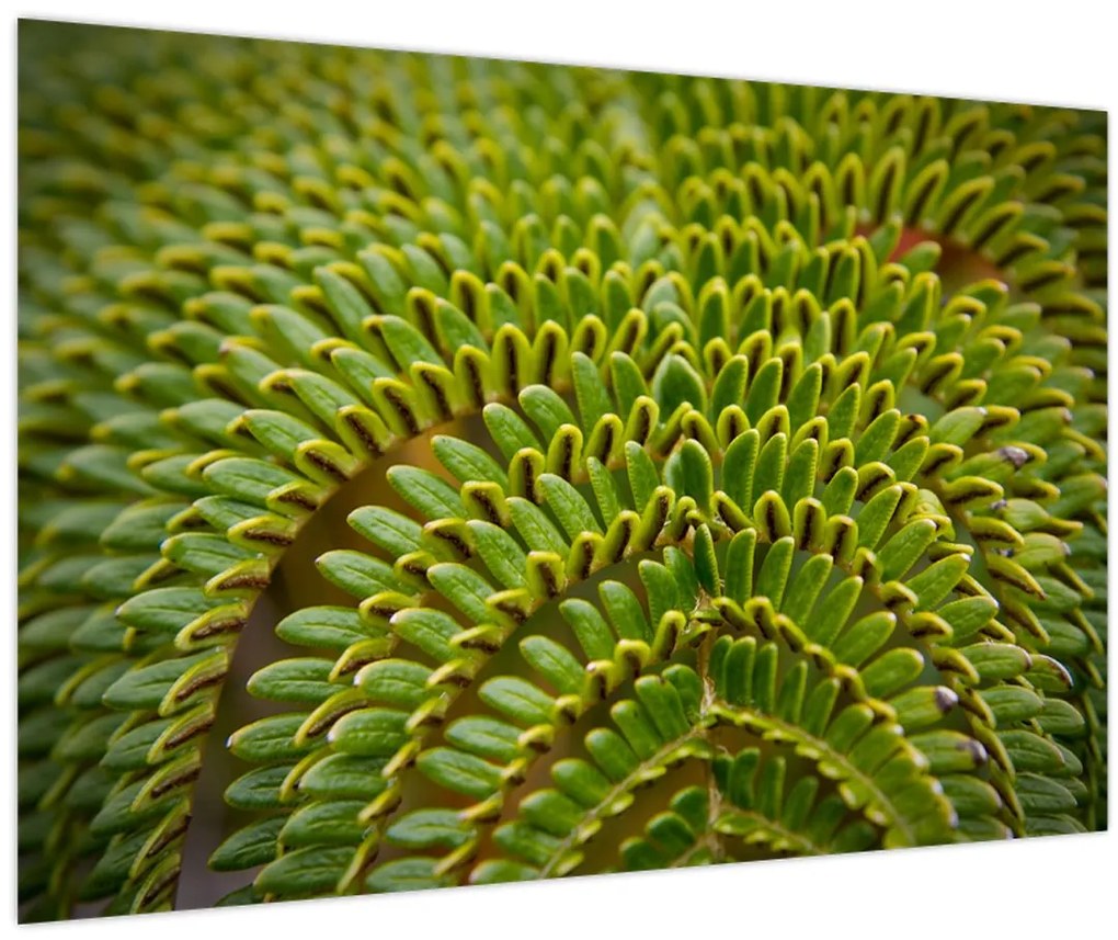 Kép - Fern (90x60 cm)