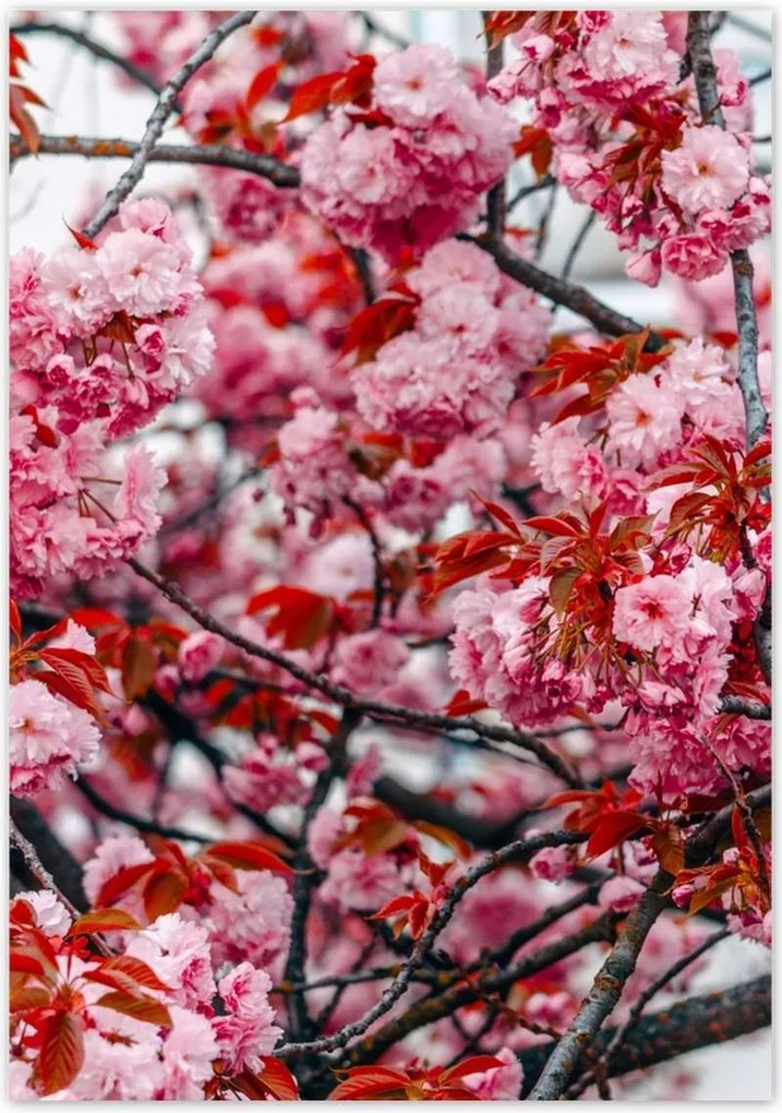 Poszterek 70x100 Finom virágok Virágok