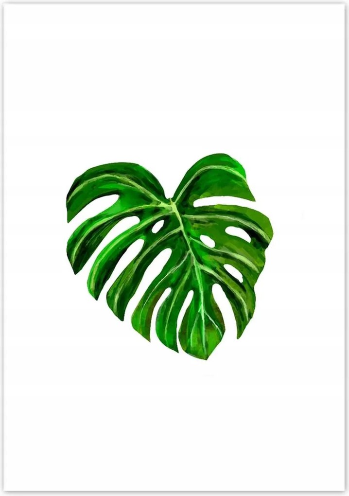 Poszterek 70x100 Monsera levél lyukas