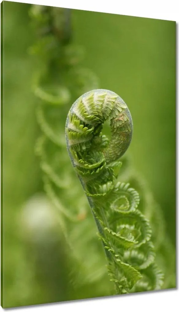 Vászonkép 80x120 Páfrányok Erdő Zöld levél