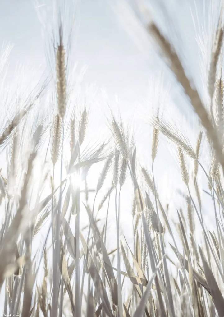 Poszter 21x29,7cm Napsugarak az árpán keresztül, Assaf Frank