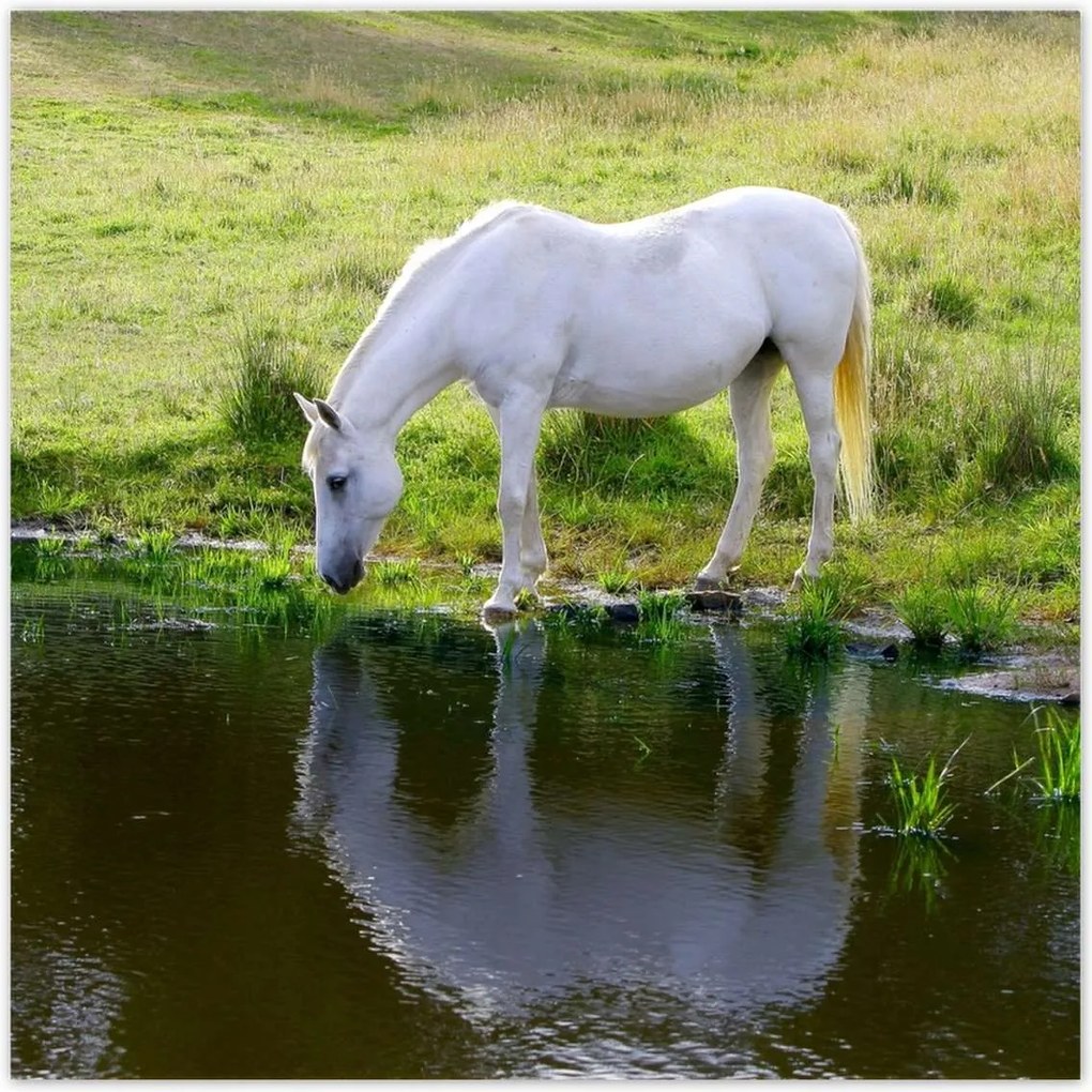 Poszterek 140x140 Fehér ló