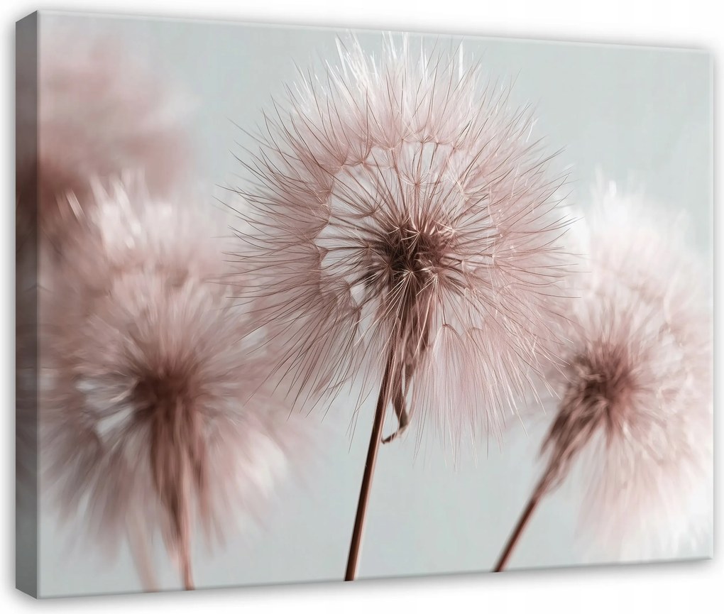 Vászonkép Pitypang Virágok Természet Rózsaszín Nappali Hálószoba 60x40