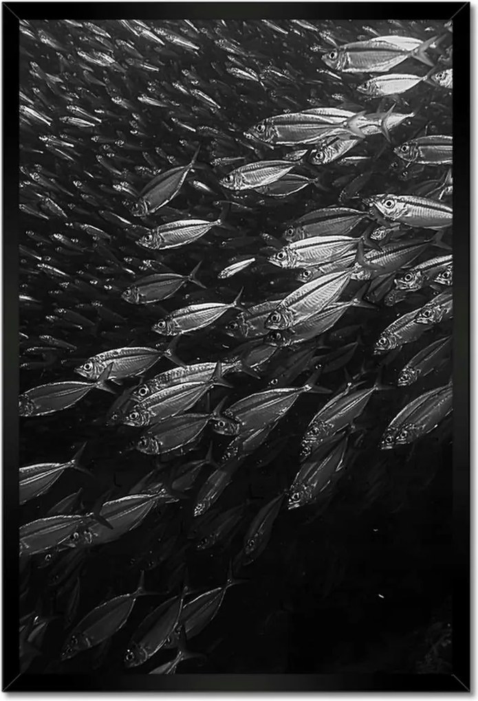 Poszterek keretben 40x60 Nagy halak a tengerben