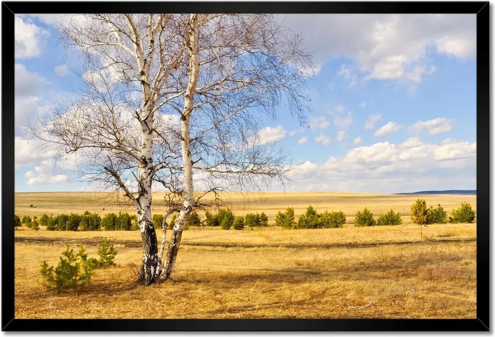 Poszterek keretben 60x40 Nyírfa a mezőn Tájkép