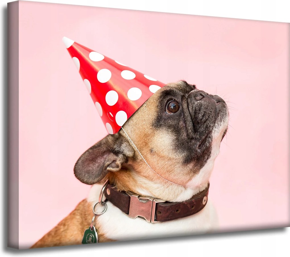 Ifjúsági Vászonkép Mopsz Születésnap Állatok Természet Kutya 40x30