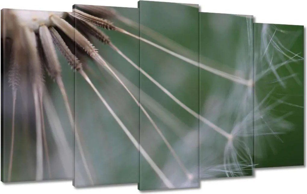 Vászonkép 100x60 Pitypang Virág Virágok