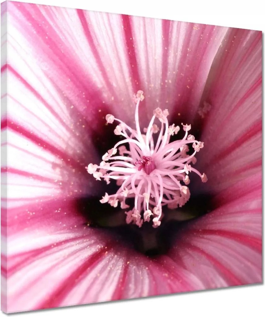 Vászonkép 40x40 Virágok