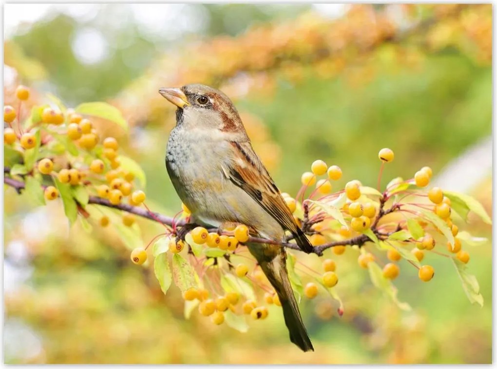 Poszterek 135x100 Madarak