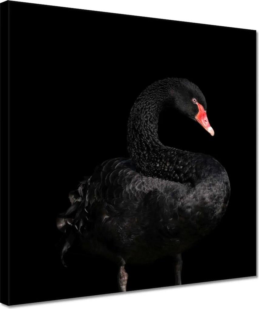 Vászonkép 30x30 Fekete hattyú Ausztrália