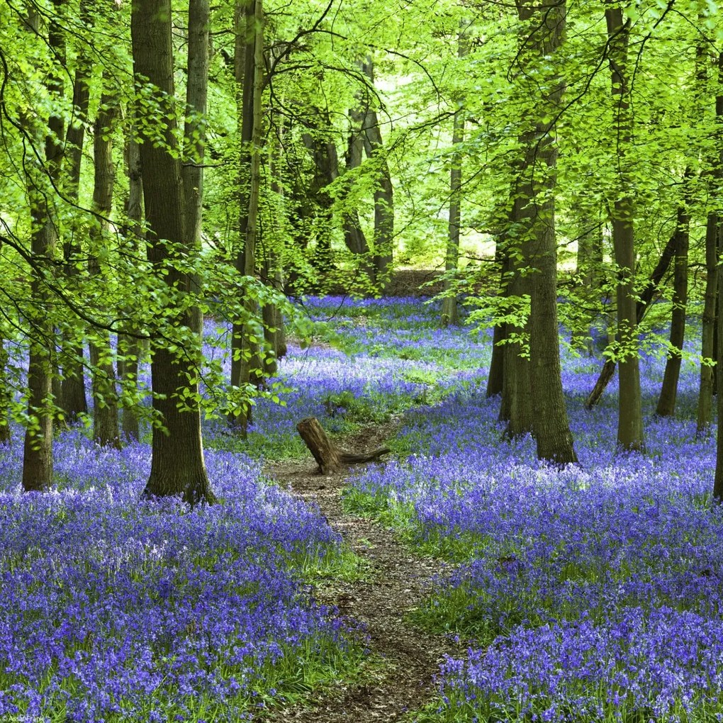 Poszter 30x30cm Ösvény az erdőben Bluebell, Assaf Frank
