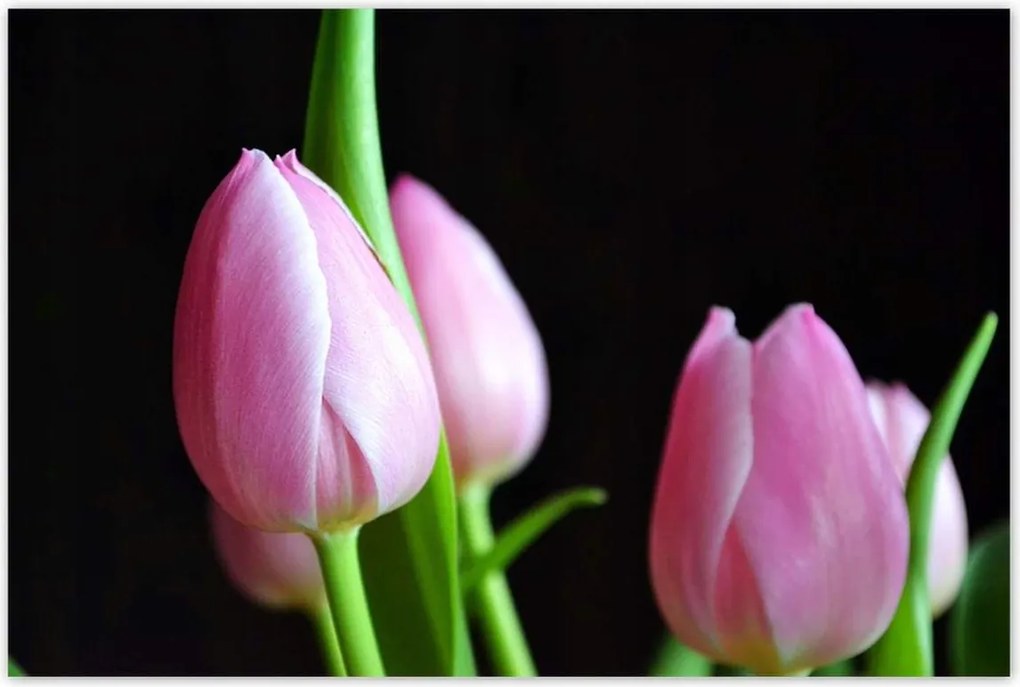 Poszterek 120x80 Lila tulipánok