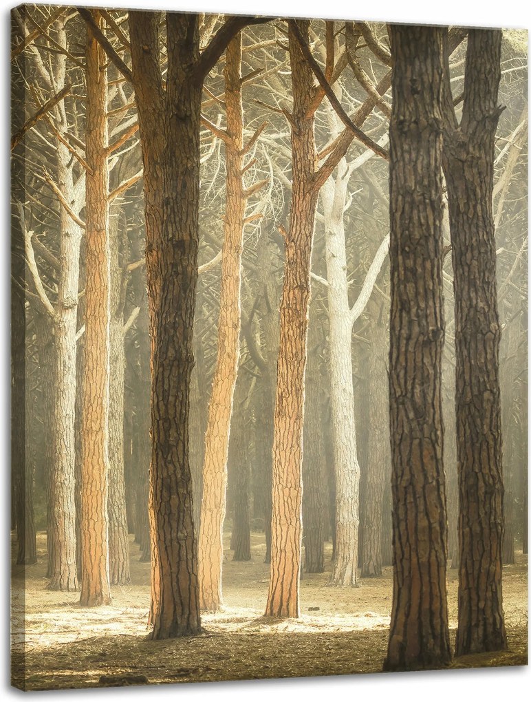 Vászonkép Fák Fény Természet Erdő 30x40 cm Ideális ajándék