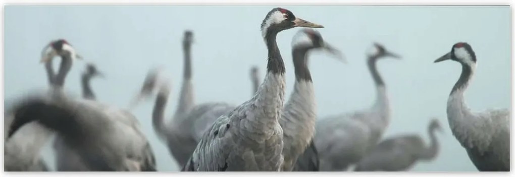 Poszterek 200x66 Darvak a ködben