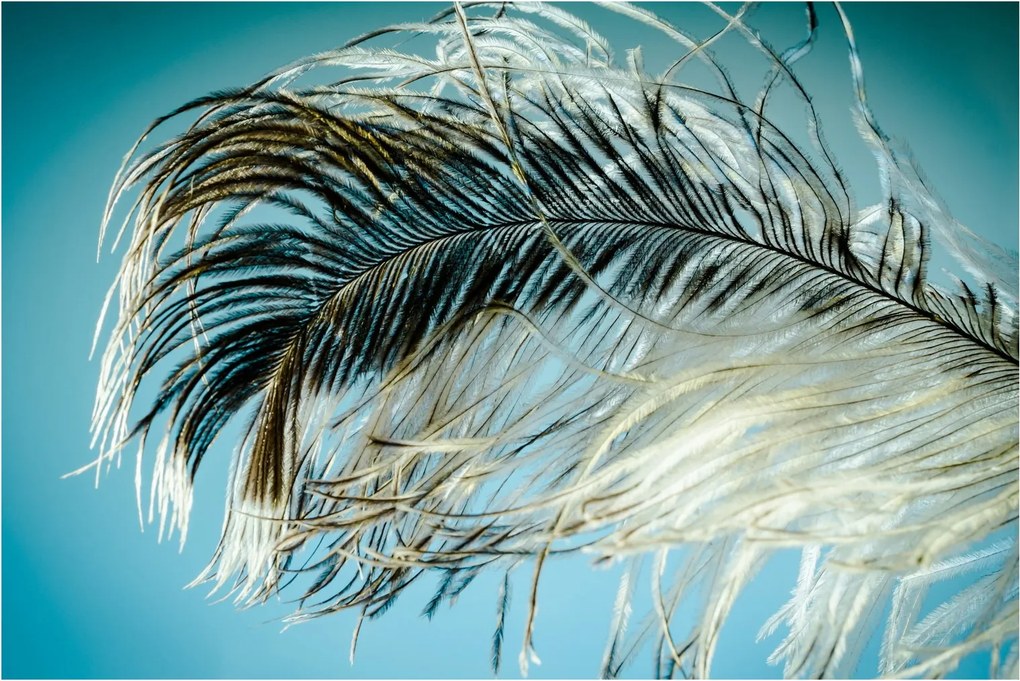 Tollas kép (90x60 cm)