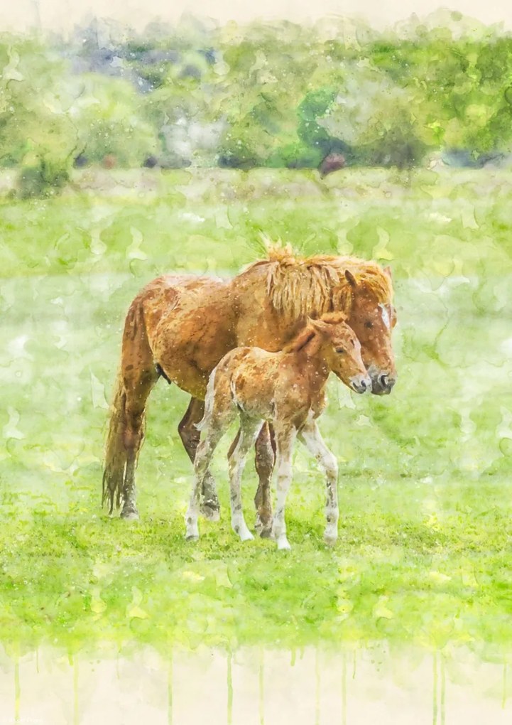 Poszter 21x29,7cm Ló és csikó 2, Assaf Frank