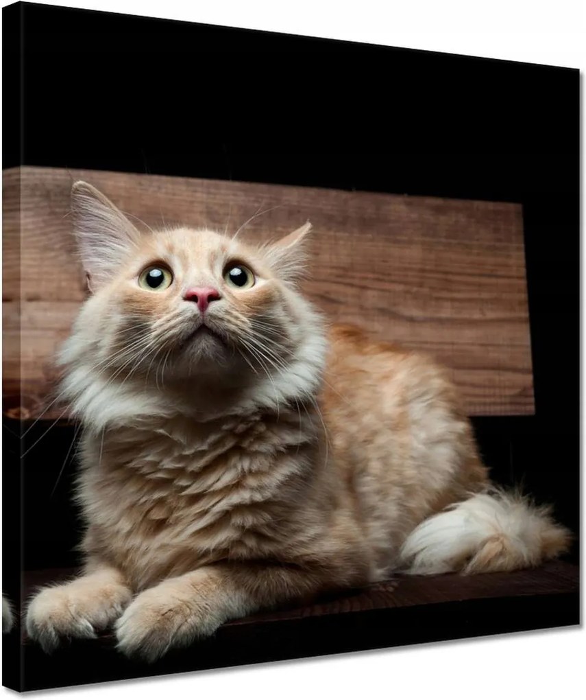 Vászonkép 30x30 Vörös cica portré