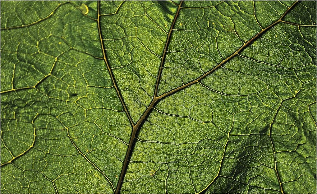 Flizelin fotótapéta Zöld levelek Makro Természet szerkezet 254x184 +ragasztó