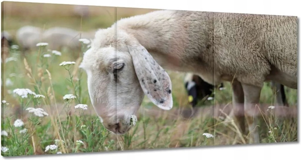Festmények 180x90 Bárány a legelőn
