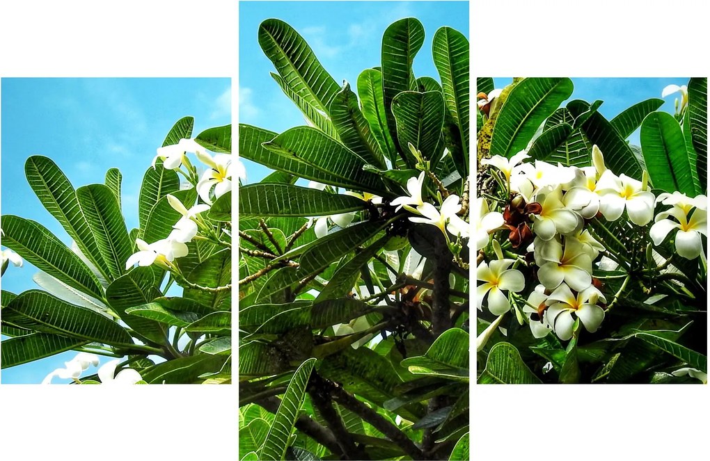 Kép - Plumeria (90x60 cm)