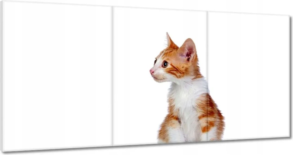 Képek 180x90 Cica Cicák Macskák