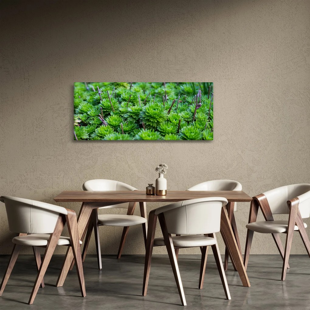 A pozsgás növények képe (120x50 cm)