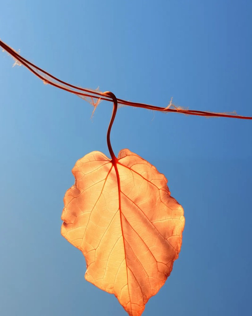 Poszter 40x50cm Utolsó levél